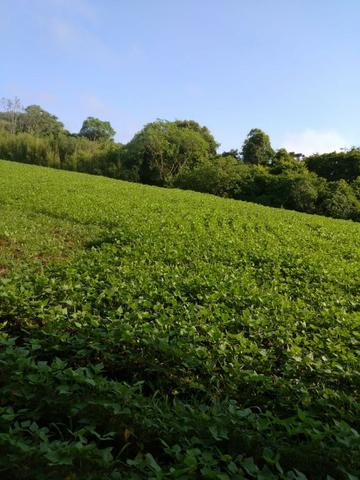 Vende ou Trocar a Chácara Região de Ivaí - Foto 15