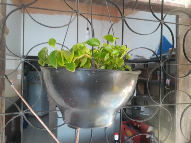 Plantas ornamentais - Foto 2