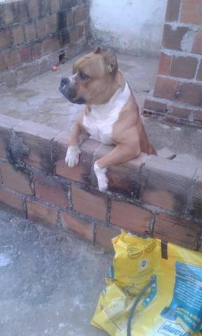 American bully - Foto 4