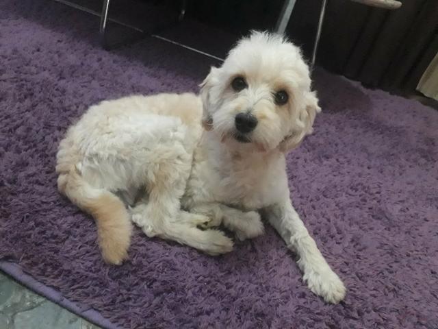 Poodle macho adulto - Foto 2