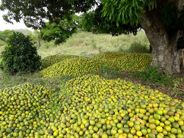 Fazenda/Sítio/Chácara para venda 30 ta = 130.680 m2  na zona rural - Rio Real - BA