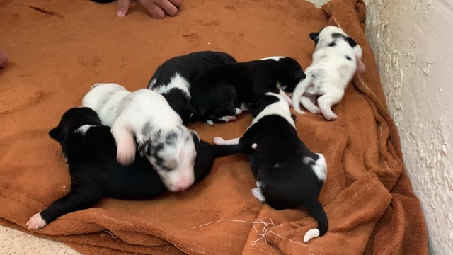 Filhotes de border collie 