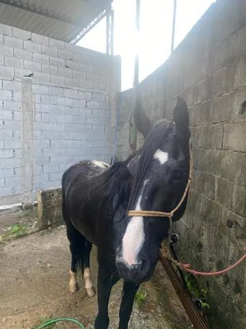 Cavalos de Salto  São Bernardo do Campo SP