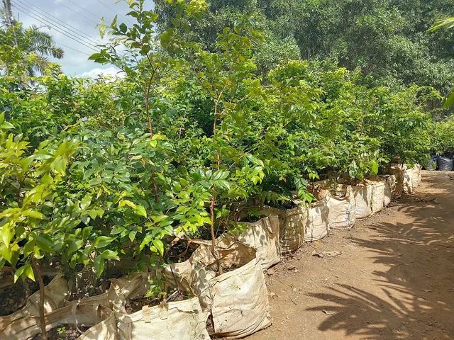 Mudas grandes, palmeira,açaí, jáboticaba,plantas ornament - Foto 3