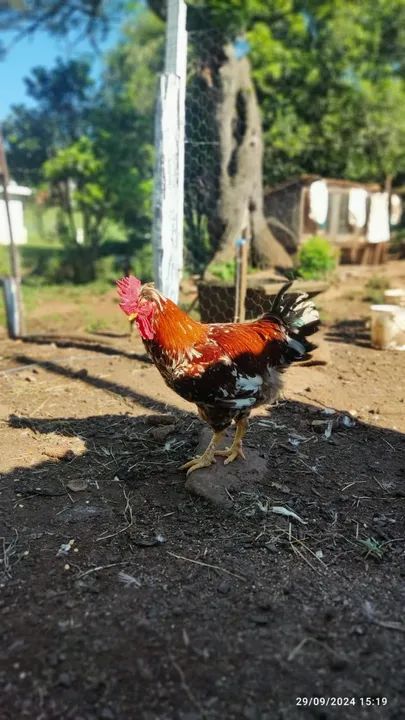Frangos GSB - Galinha Sertaneja Balão - Foto 3