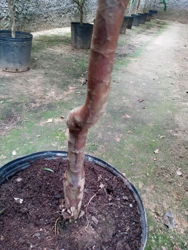 Jabuticaba sabará de enxerto - Foto 2