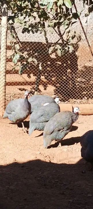 Vende-se perus Angola galinha da Angola - Foto 2