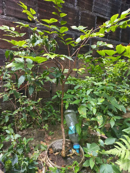 Jabuticaba Híbrida