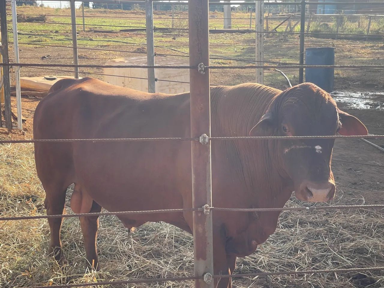 Vendo Reprodutor Senepol