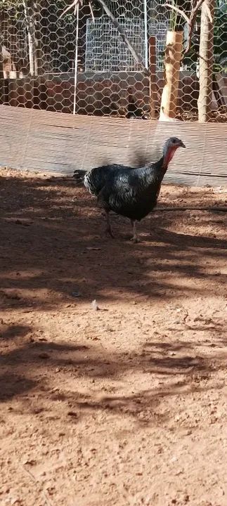 Vende-se perus Angola galinha da Angola - Foto 5