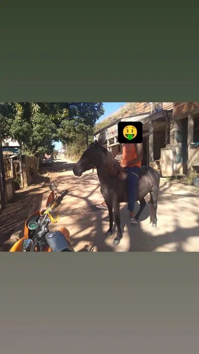 Potro Mangalarga Marchador - Foto 3