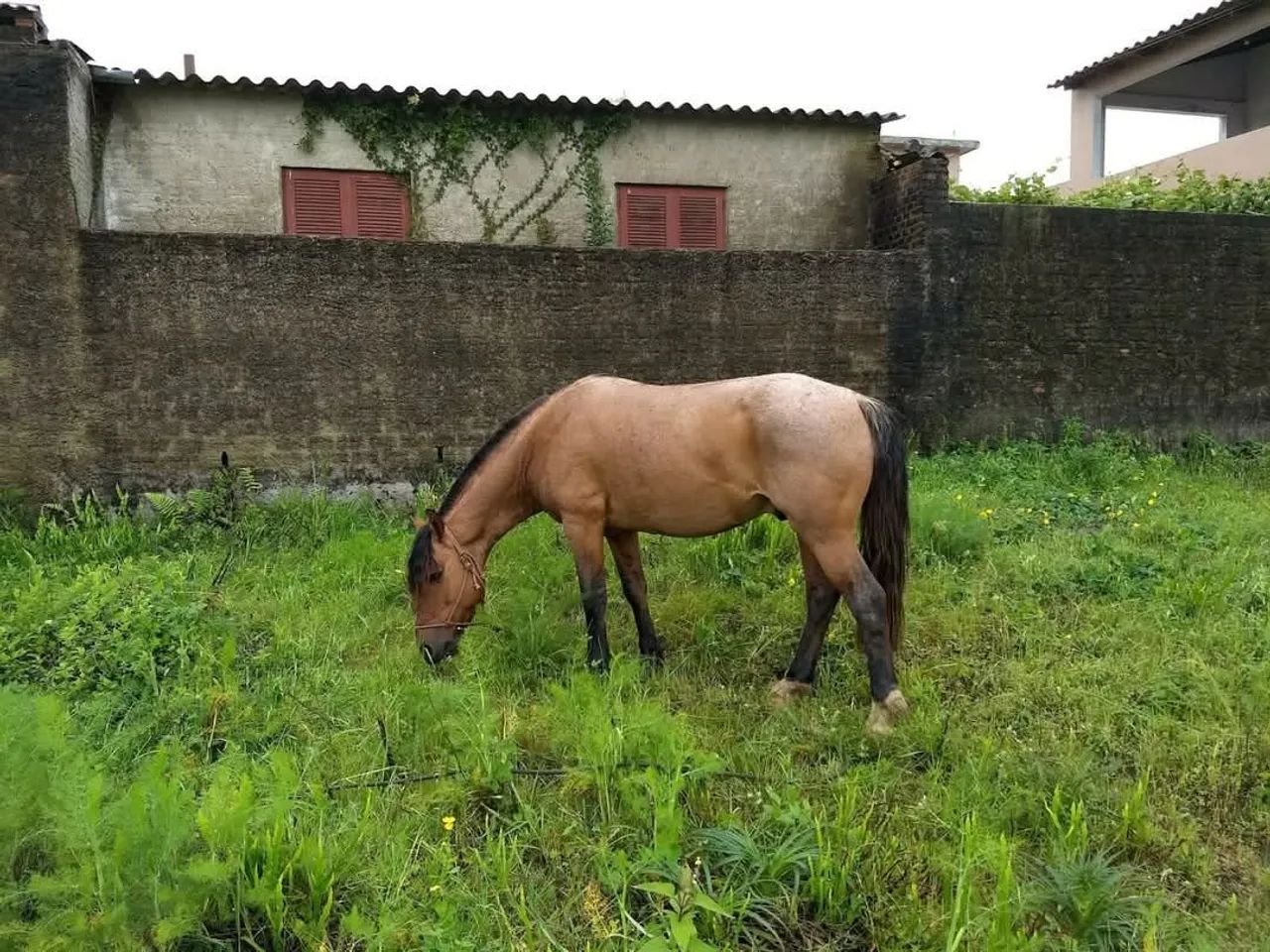 Doa-se Égua Mansa - Foto 2