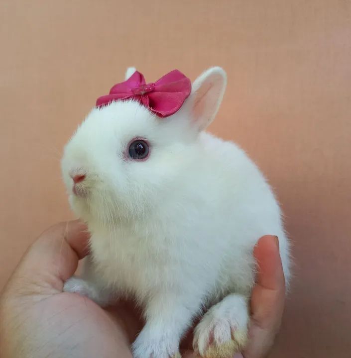 Coelho Anão Netherland Dwarf  - Foto 4