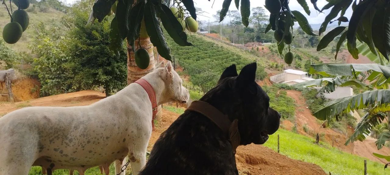 Filhotes de PRESA CANÁRIO!  - Foto 5