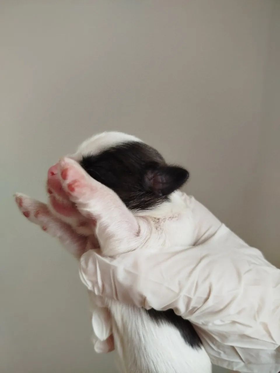 Lindo BB de Shih Tzu  - Foto 4