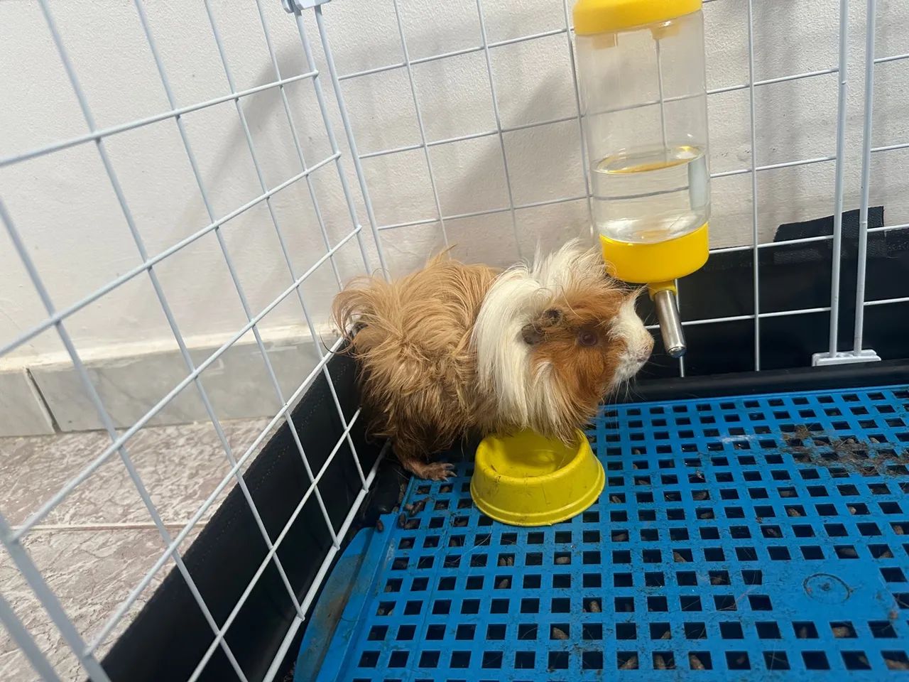 Porquinho da Índia - Fofo e Brincalhão