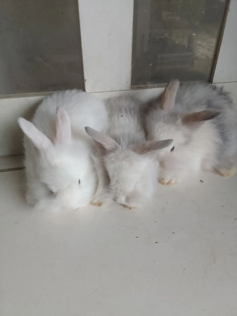 Vendo filhote de coelho mini laion.