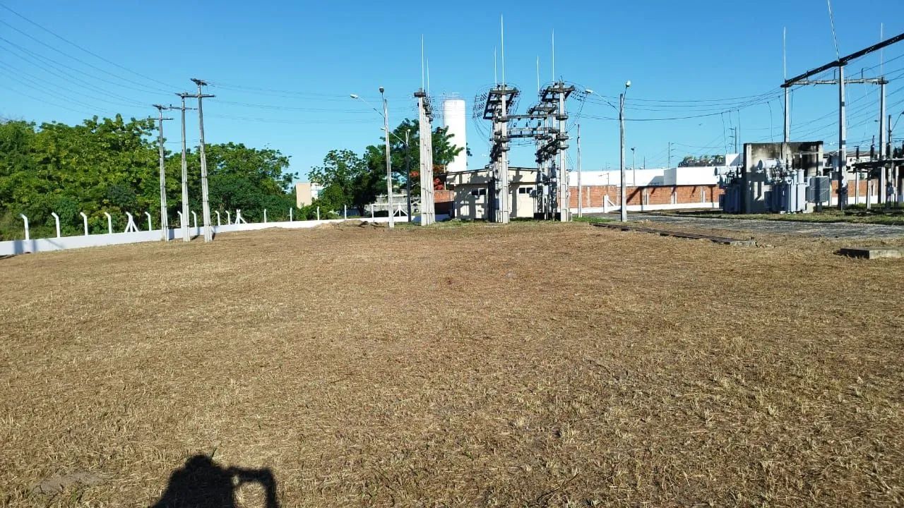Poda de árvores , jardinagem em geral - Foto 6