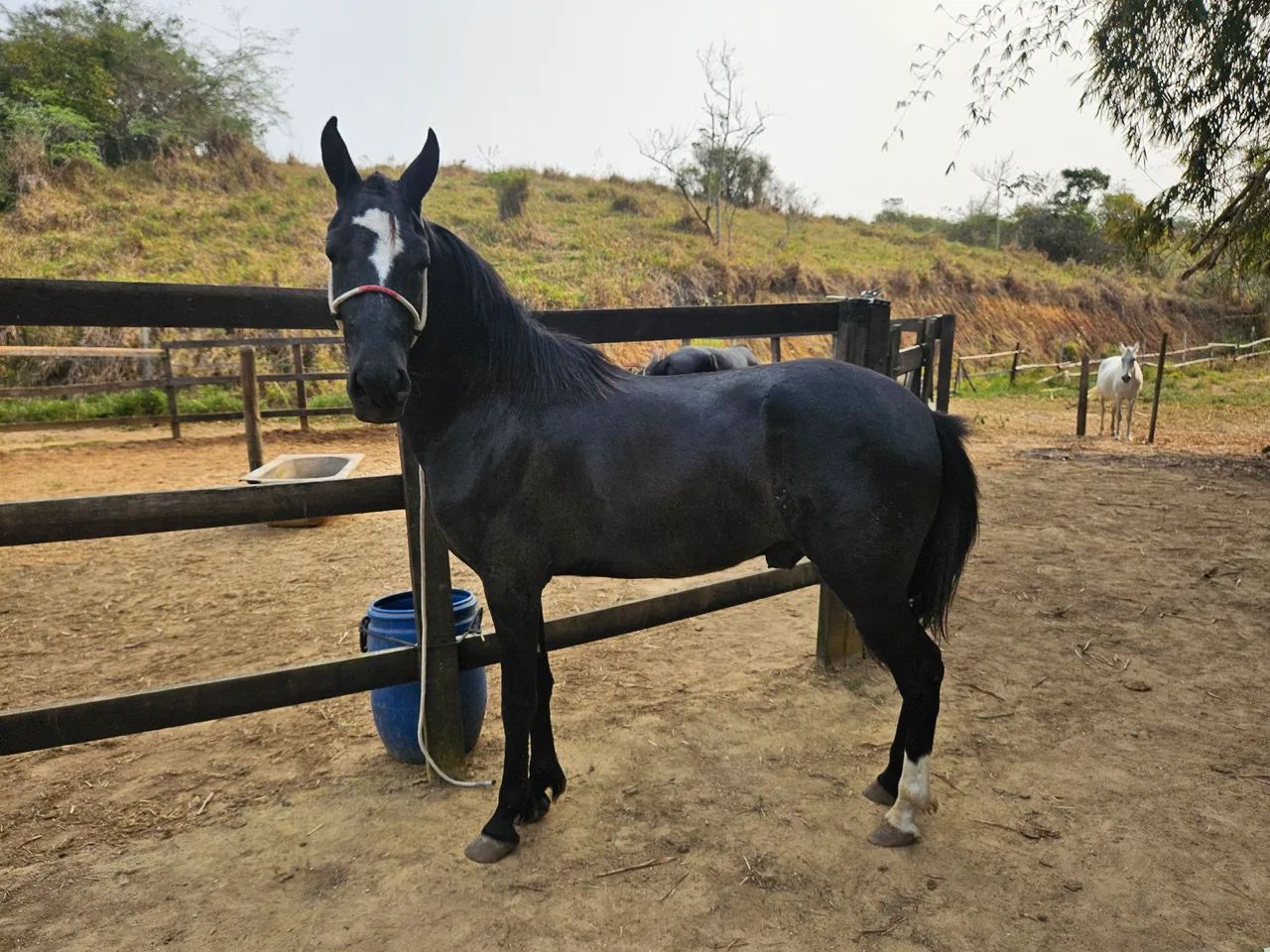 Cavalo Mangalarga Marchador 