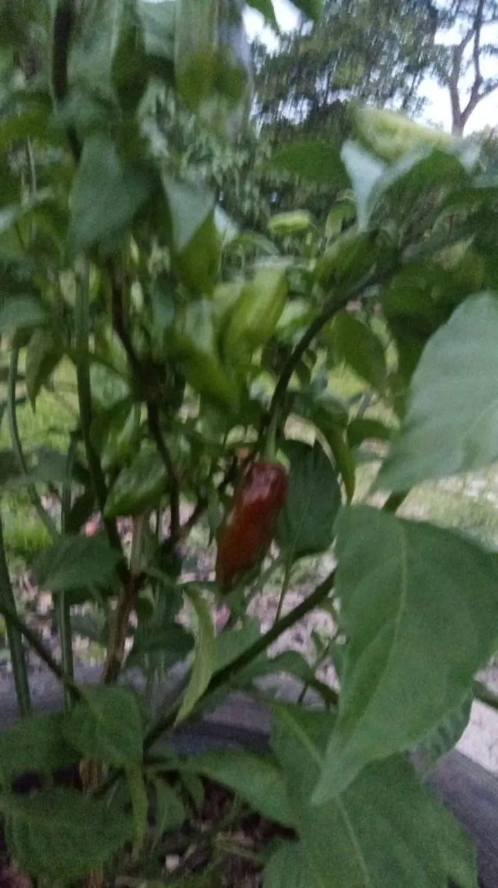 Muda de pimenta chocolate  - Foto 2