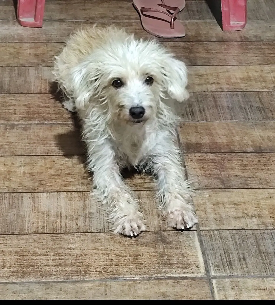 Filhote de Poodle para adoção