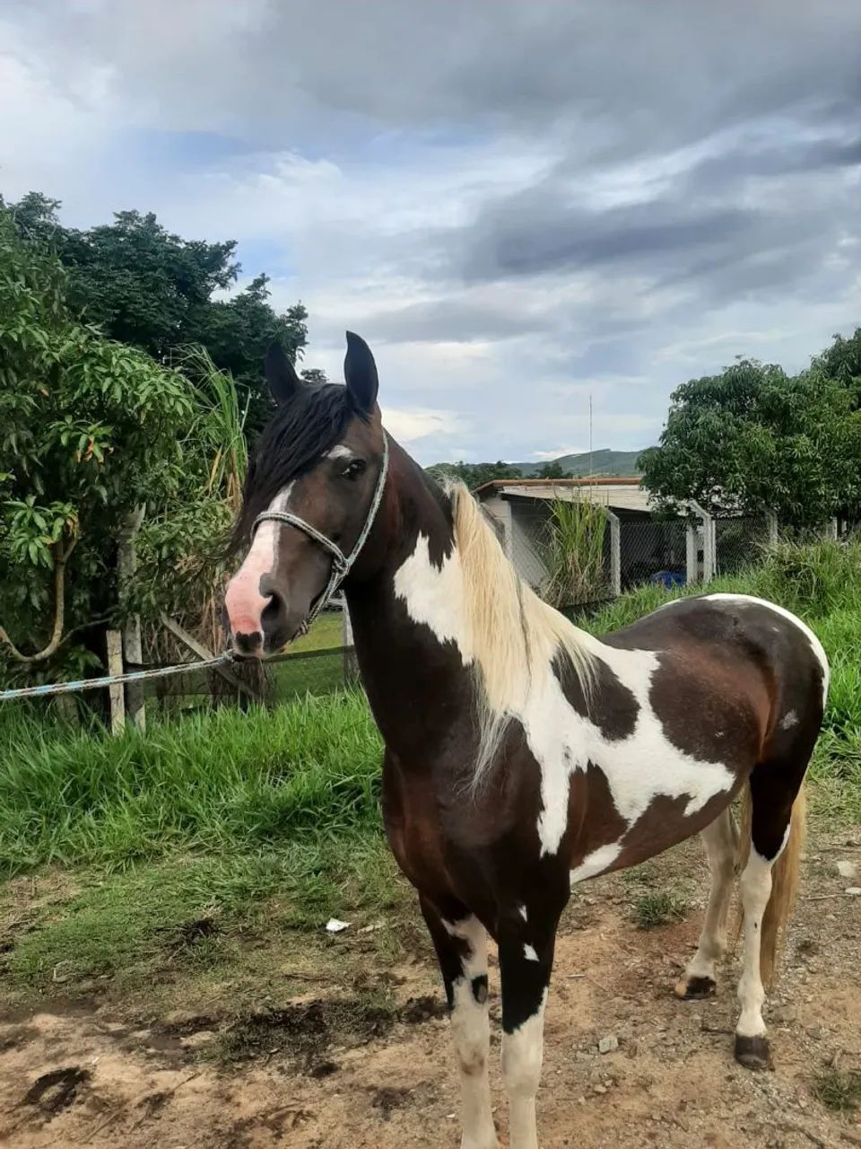 Cavalo pampa garanhão  - Foto 2