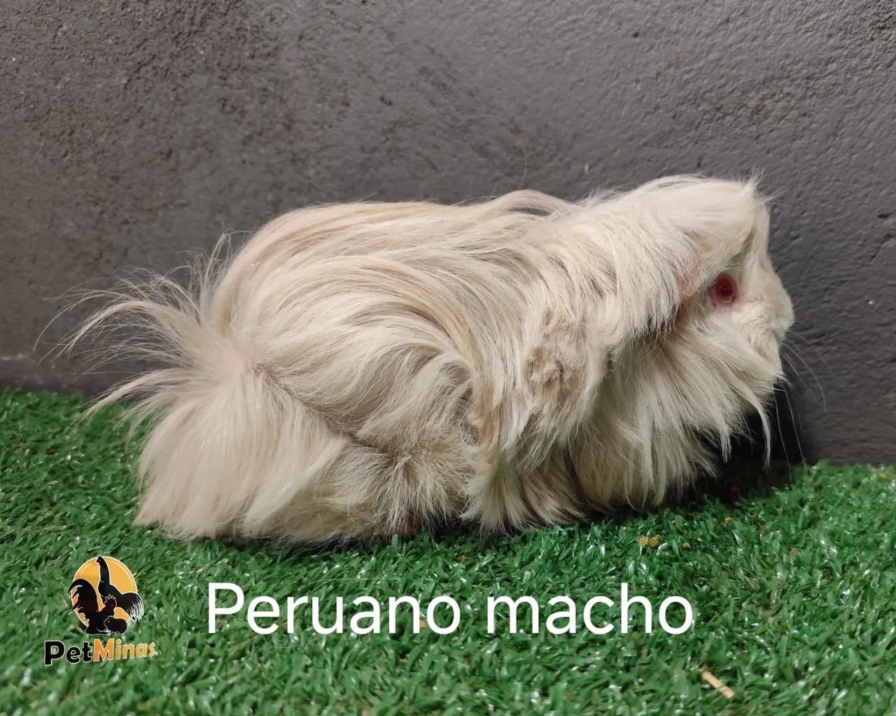 Porquinho da Índia Peruano Macho