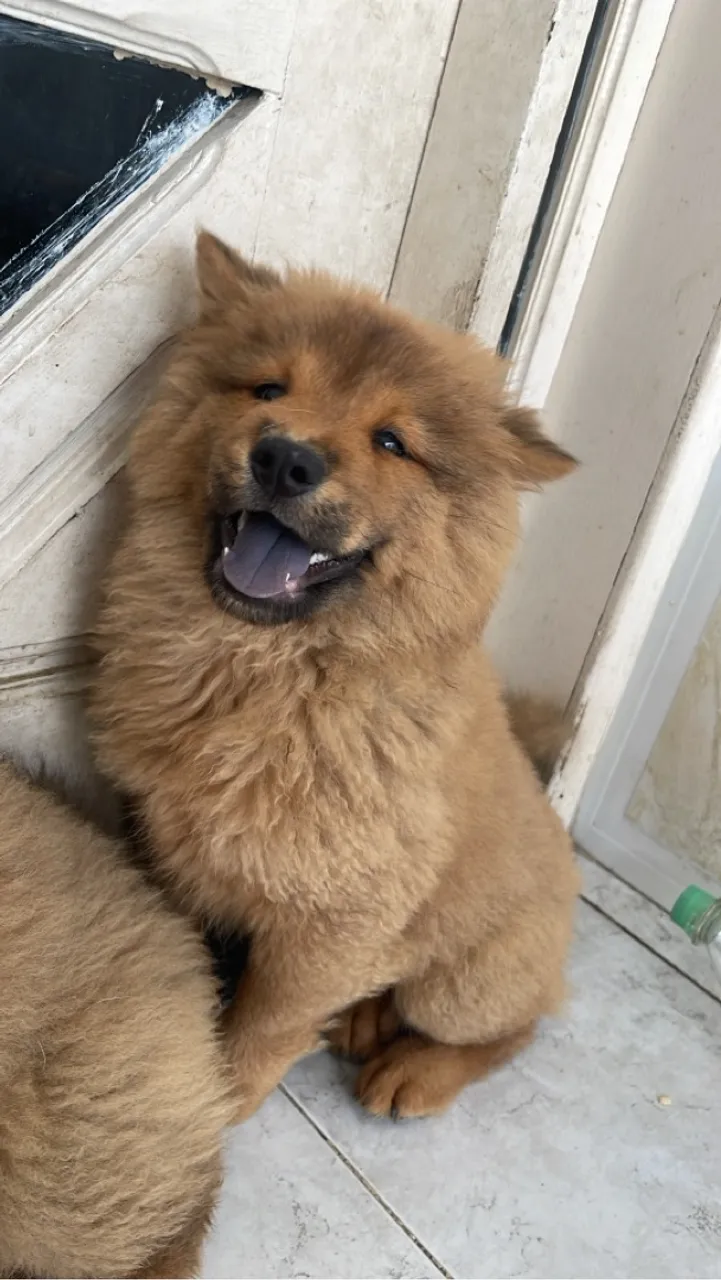 Filhote Chow-Chow adorável e fofo!