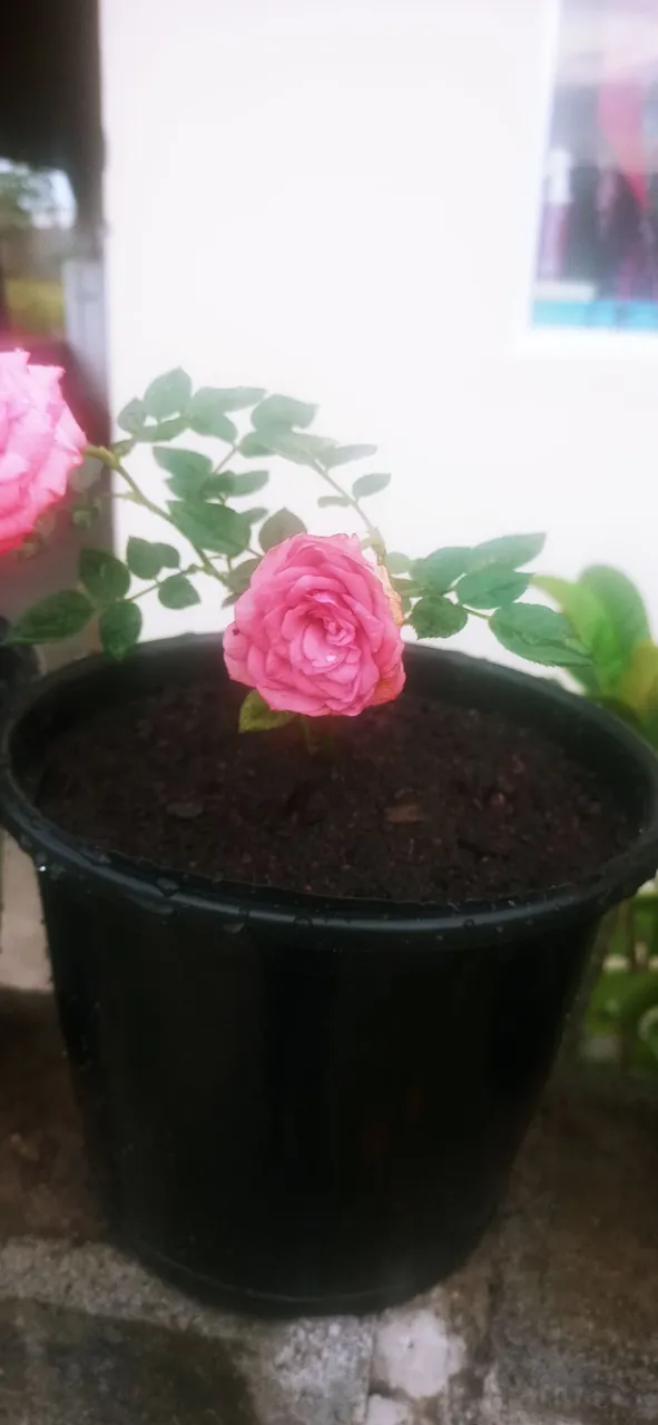Scsulplantas@