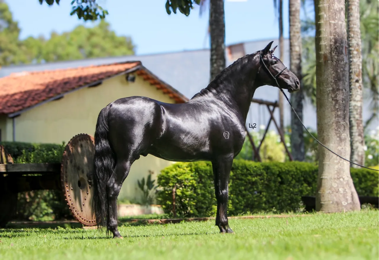 Cavalo Preto Mangalarga Marchador