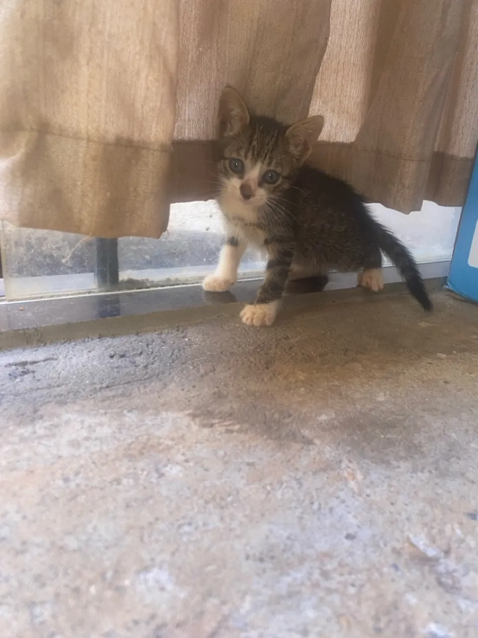 Gatinho adoção 