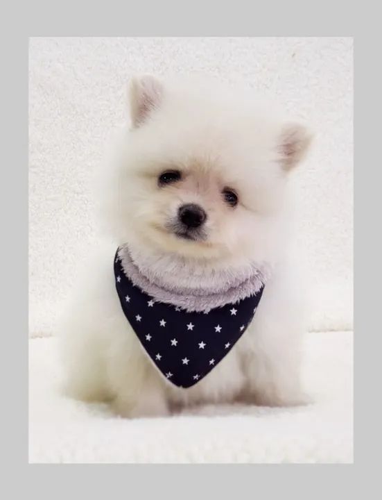 Lulu da Pomerânia anão machinho em loja  - Foto 3