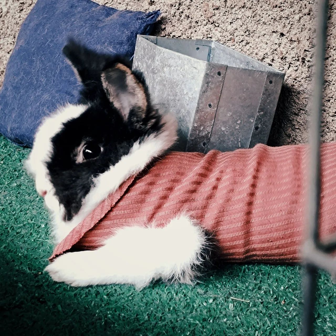 Coelho fêmea Lionhead - Foto 3