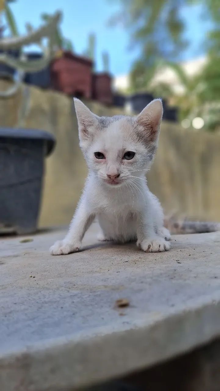 Gatinha para doação 64298692522370121