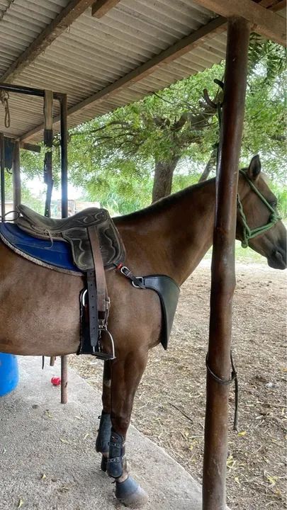 ÉGUA PALOMINA DE ESTEIRA ( Oportunidade ) - Foto 4