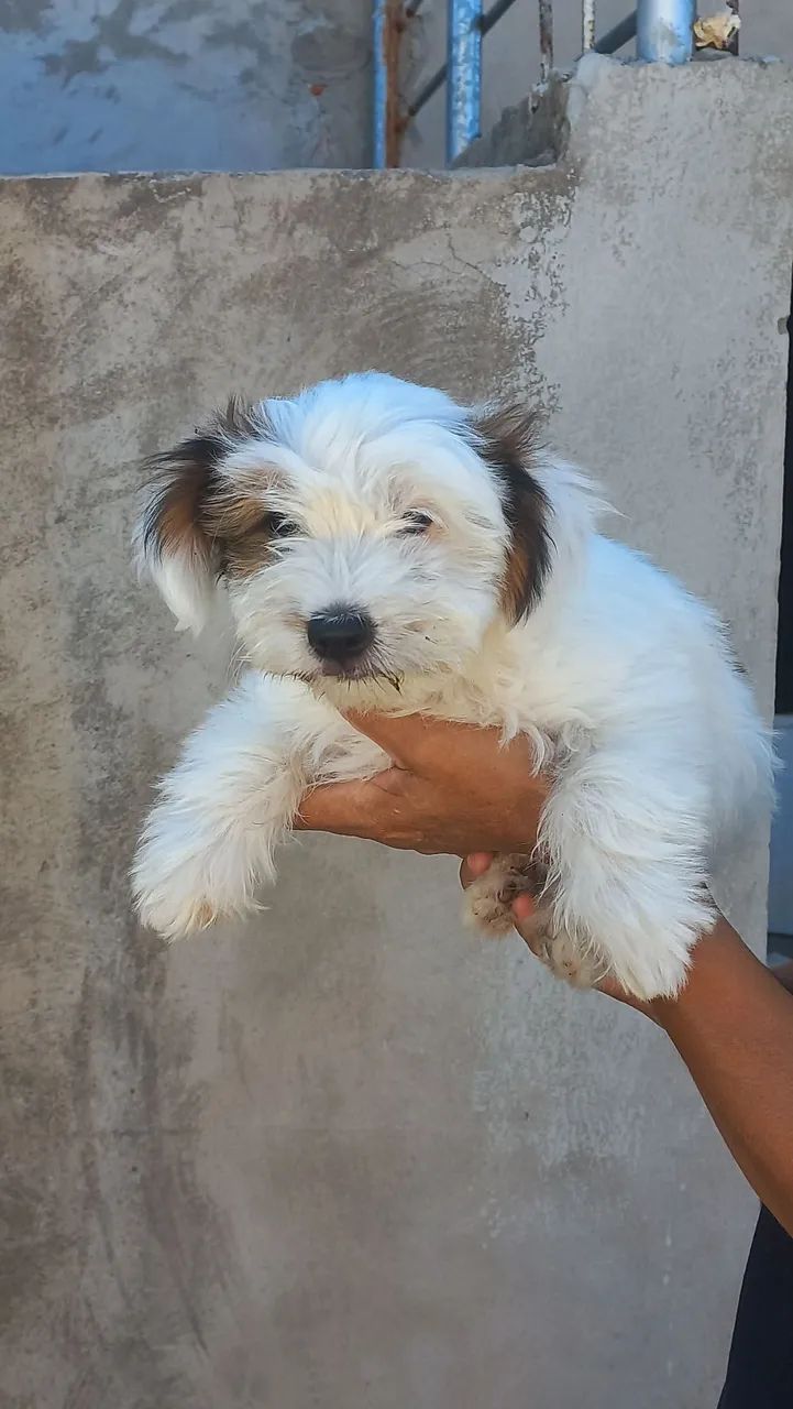 Filhotes mestiços Yorkshire cm shiatsu.  - Foto 4