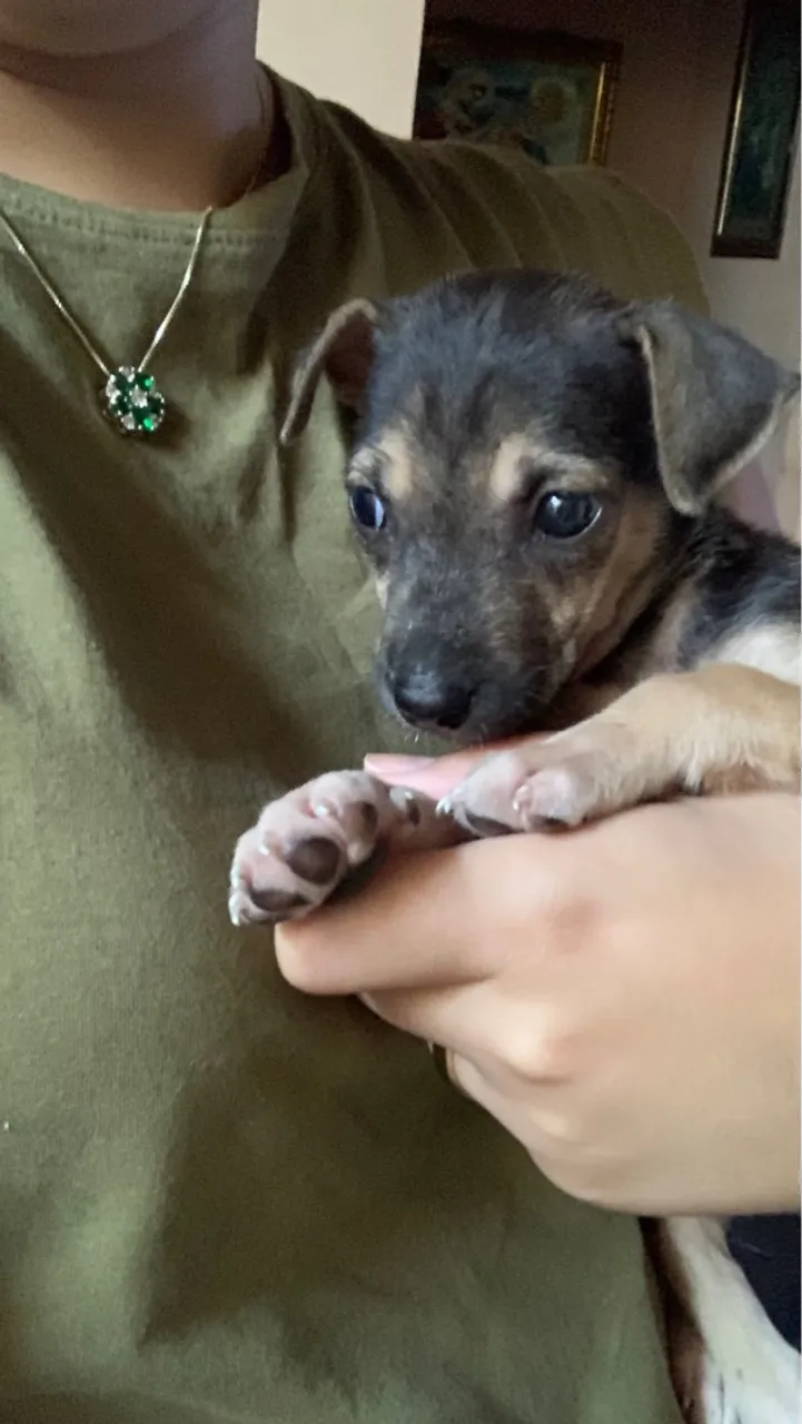 Filhote de cachorro adoção