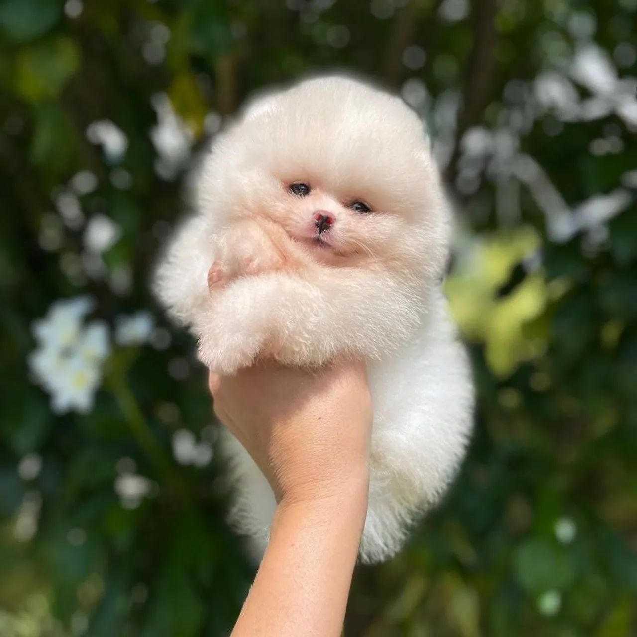Lulu da Pomerânia Ursinhos Incríveis  - Foto 2