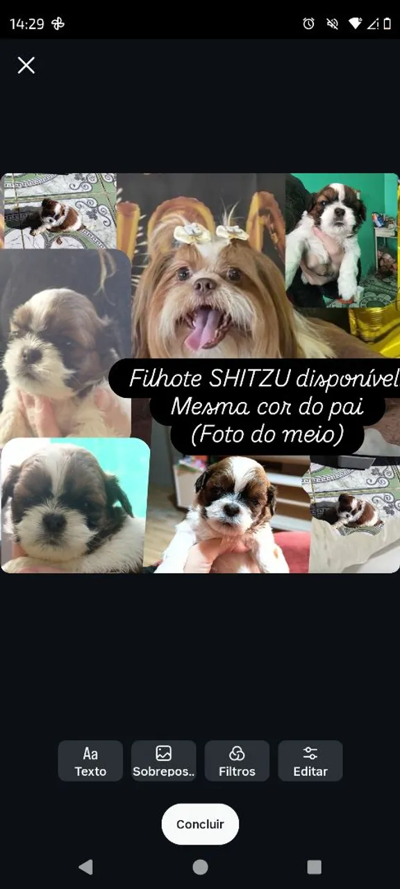 Filhote Shih Tzu disponível