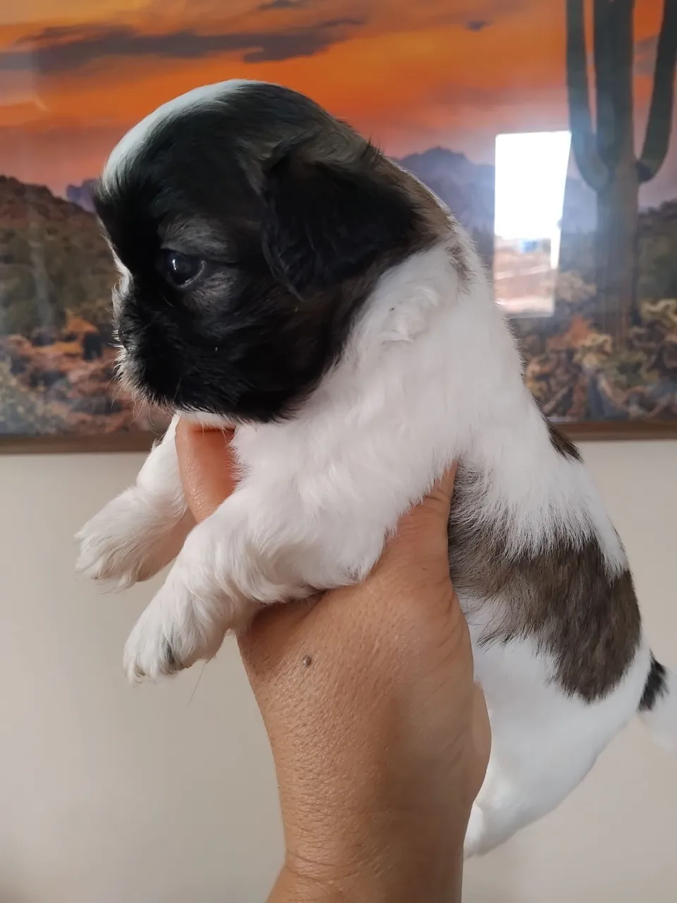 Vendo filhote fêmea de shitzu 35 dias vermifulgada