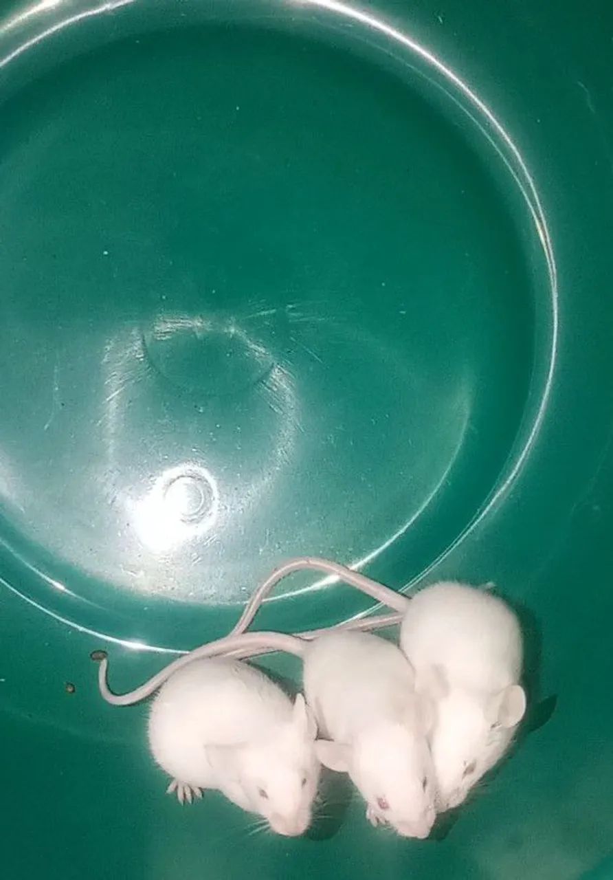 Hamster Camundongo 64650959768065122