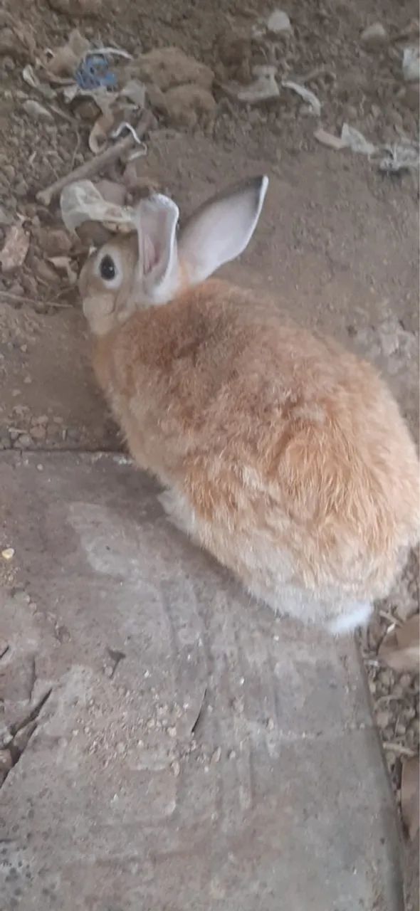 Vende-se coelho  - Foto 4