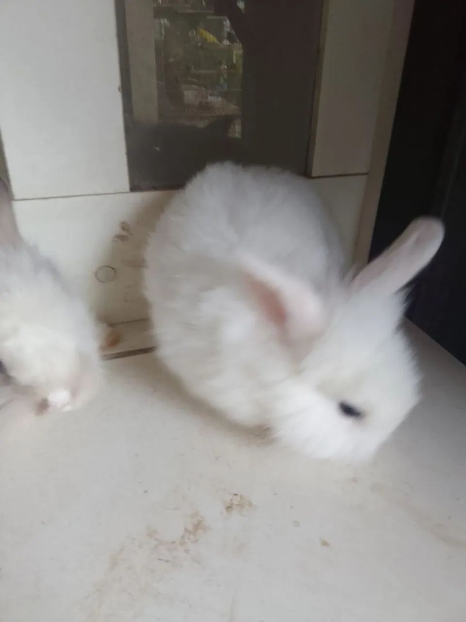 Vendo filhote de coelho mini laion. - Foto 3