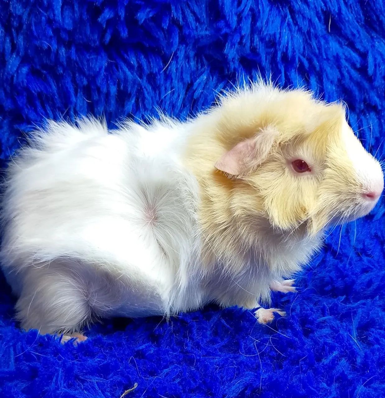 Porquinho da índia abssinio várias cores - Foto 2