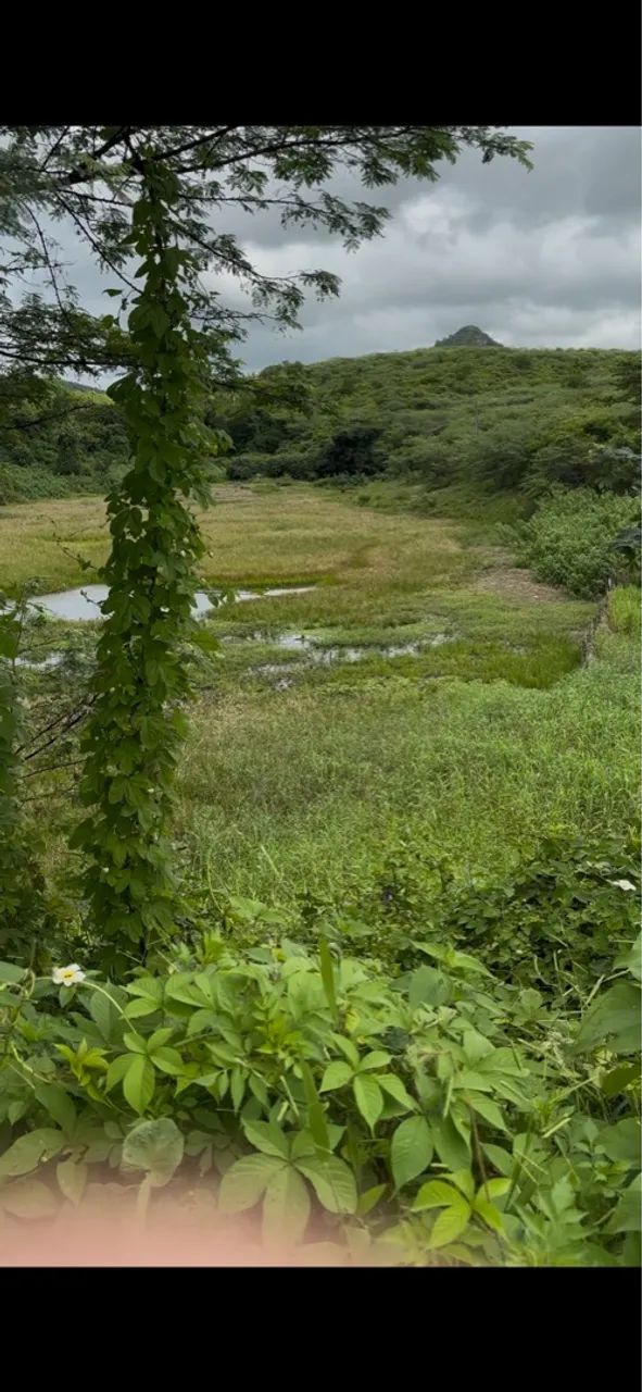 102 ha oportunidade de ter sua fazenda - Foto 4