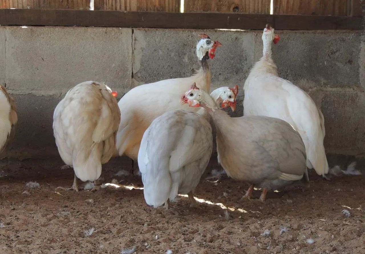 Galinha de Angola, Dangola, varias cores