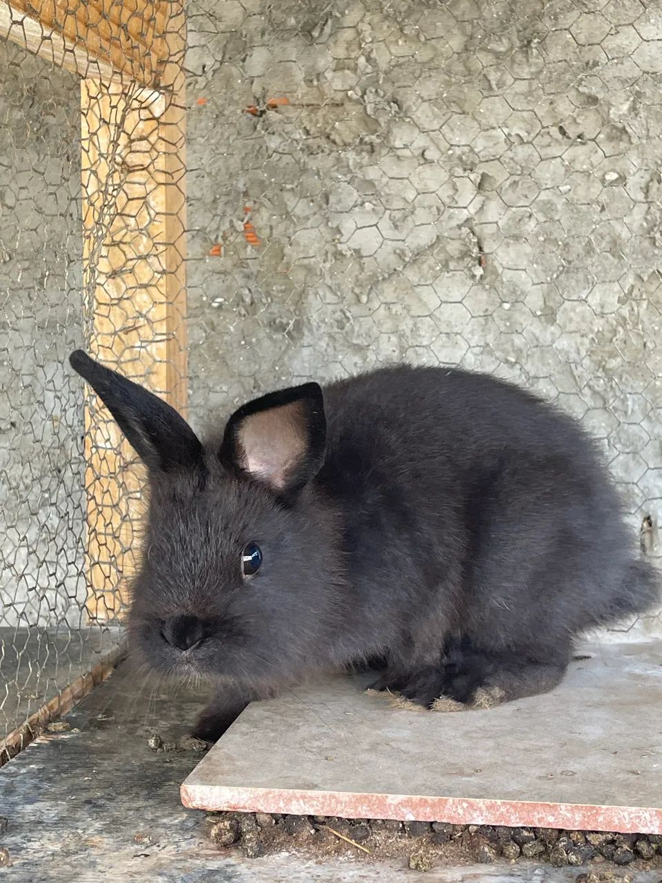 Filhotes de coelho  - Foto 4