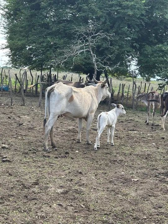 Vaca e bezerro para venda - Foto 3