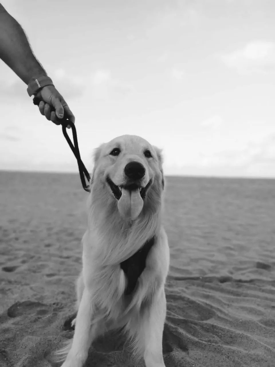 Golden Retriever procura namorada  - Foto 3