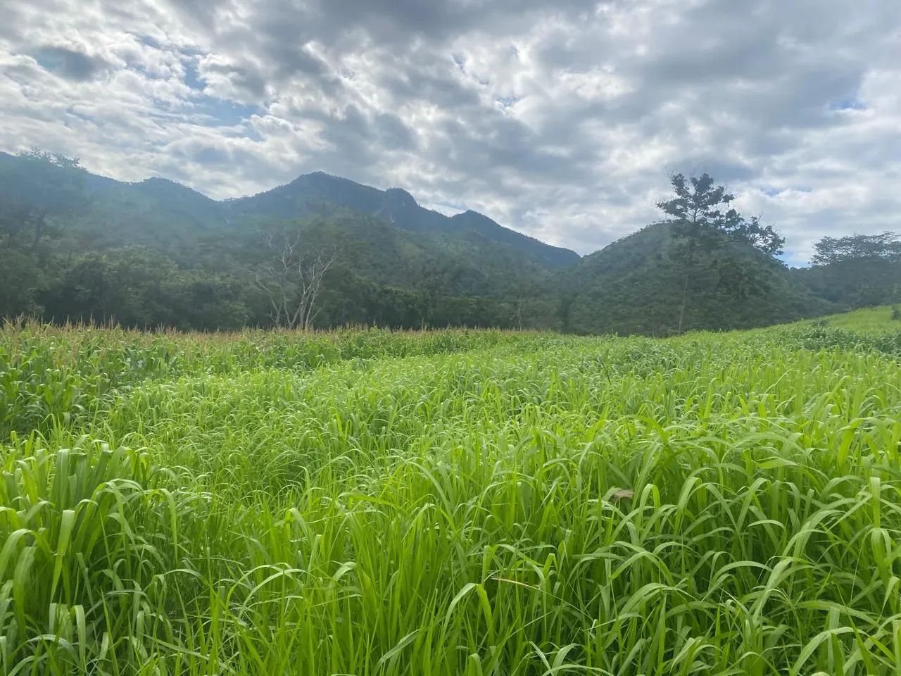 Fazenda Goiás Monte alegre - Foto 5